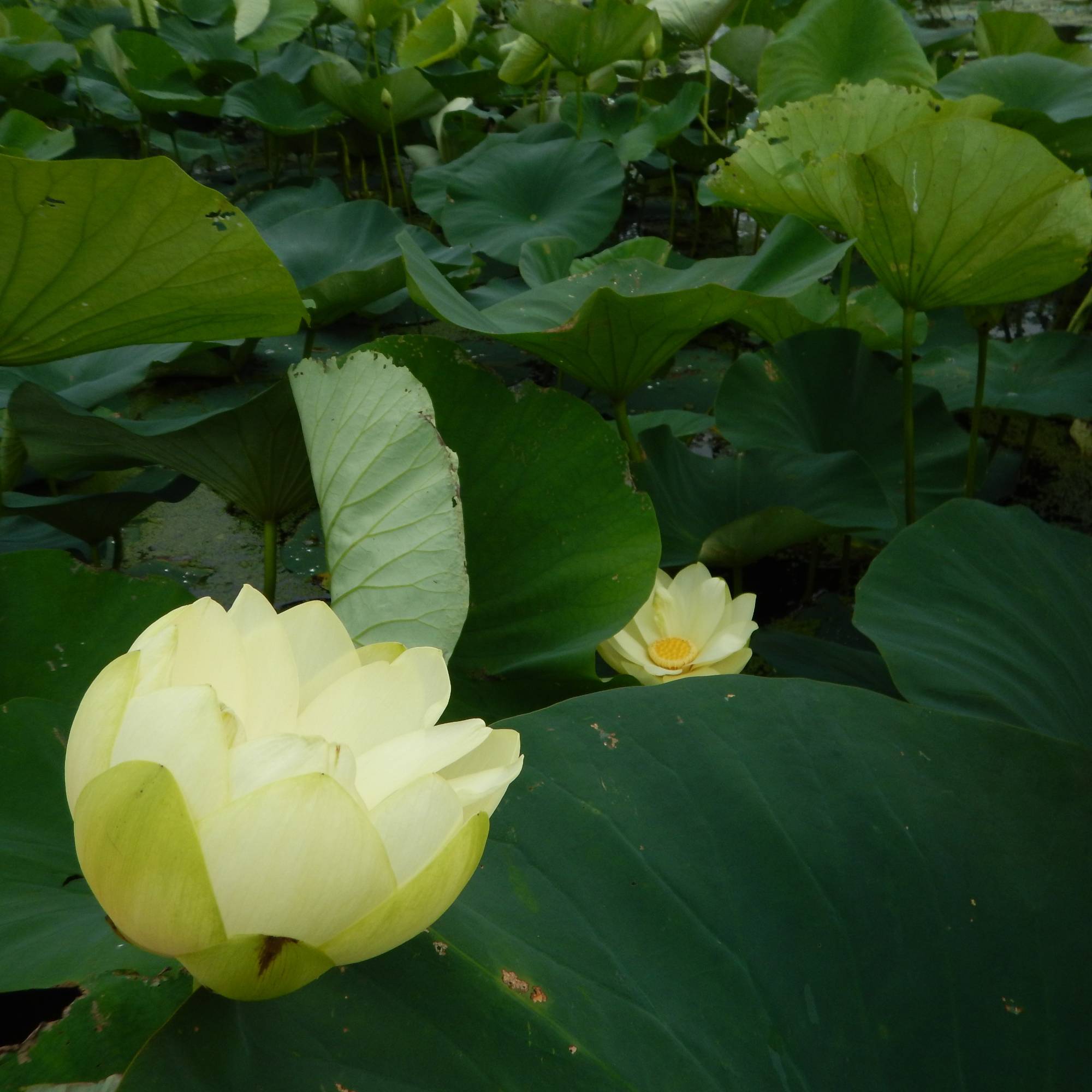 water lily in a coastal wetland